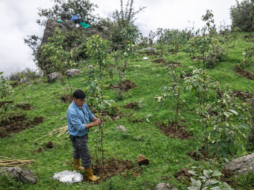 In Dentam, restoration activities targeted high-altitude grassland slopes where young saplings were planted and supported with stakes. Continuous after-care ensured plant survival in challenging terrain. The intervention aims to rebuild native vegetation, stabilise fragile mountain soils, and restore ecological balance across elevated landscapes affected by degradation.